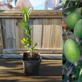Pineapple guava Tree 20-30 cm (Feijoa sellowiana)