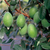 Ananasguava / Feijoa Träd 20-30 cm (Acca sellowiana)