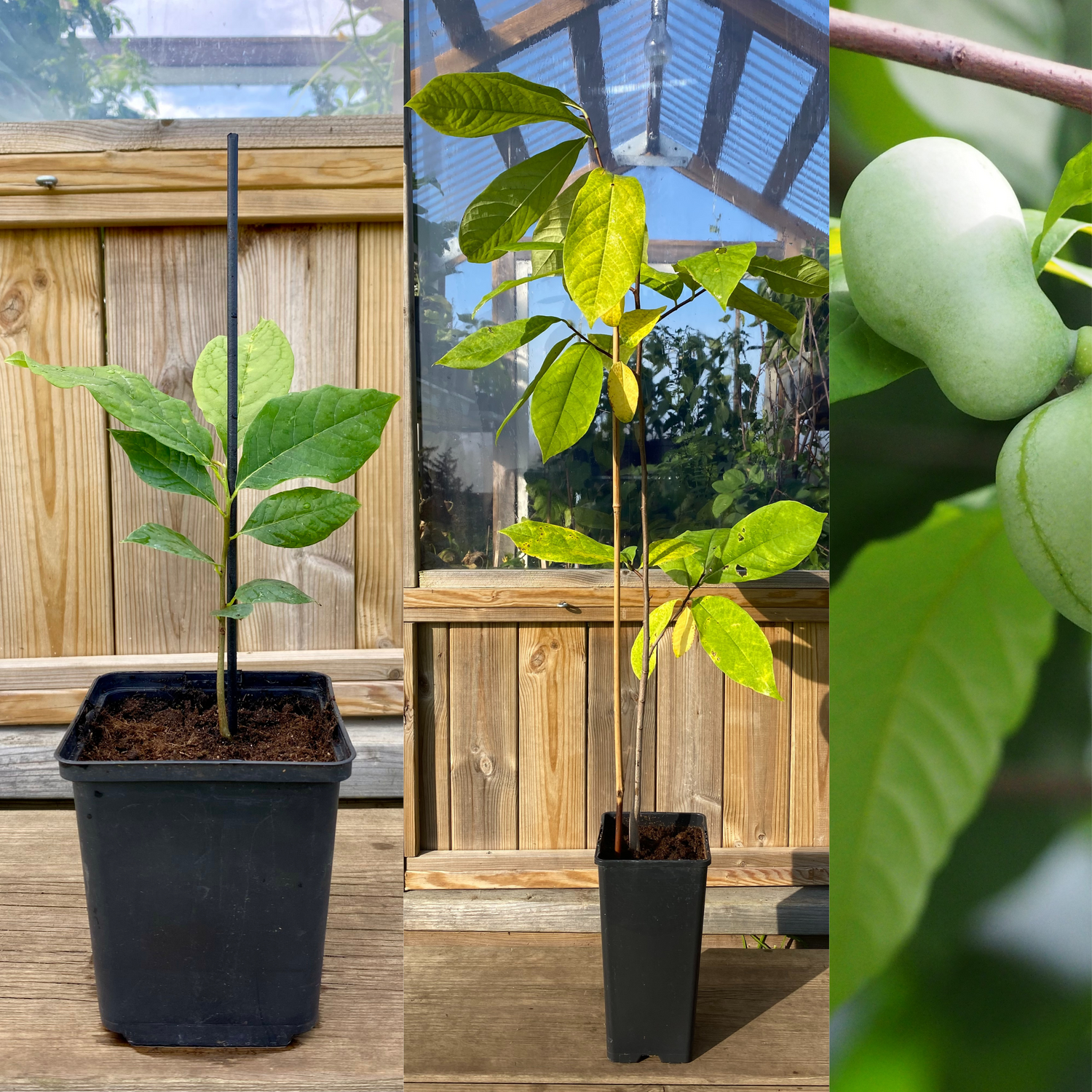 Asimina / Paw Paw (Asimina triloba) 1 & 3 år 15-200 cm