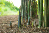 Bambu Ätbar & Härdig: Rökelsebambu 150-200 cm (Phyllostachys atrovaginata)