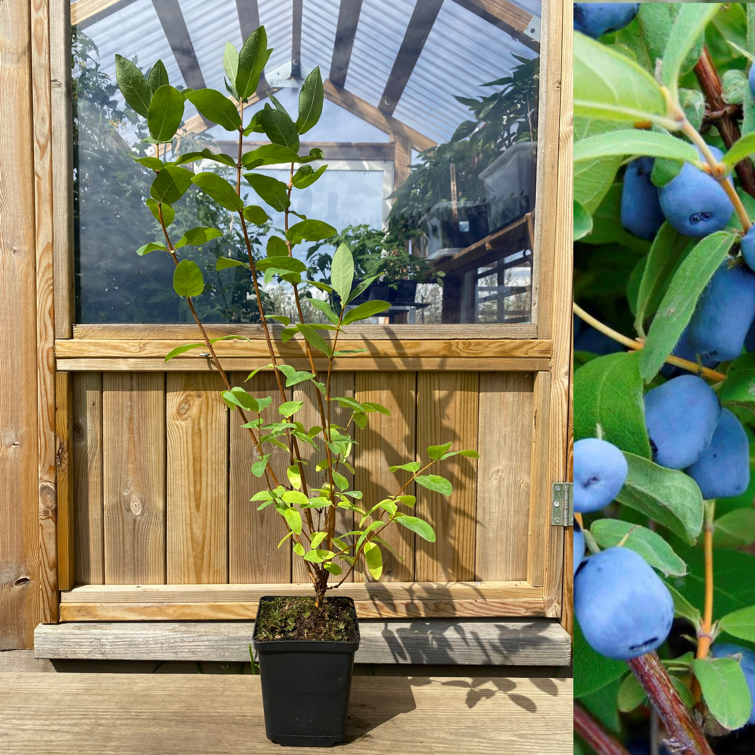 Blåbärstry / Honungsbär 'Borealis' 40-60 cm (Lonicera caerulea var. kamtschatica)