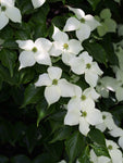 Blomsterkornell 80-120 cm (Cornus kousa)