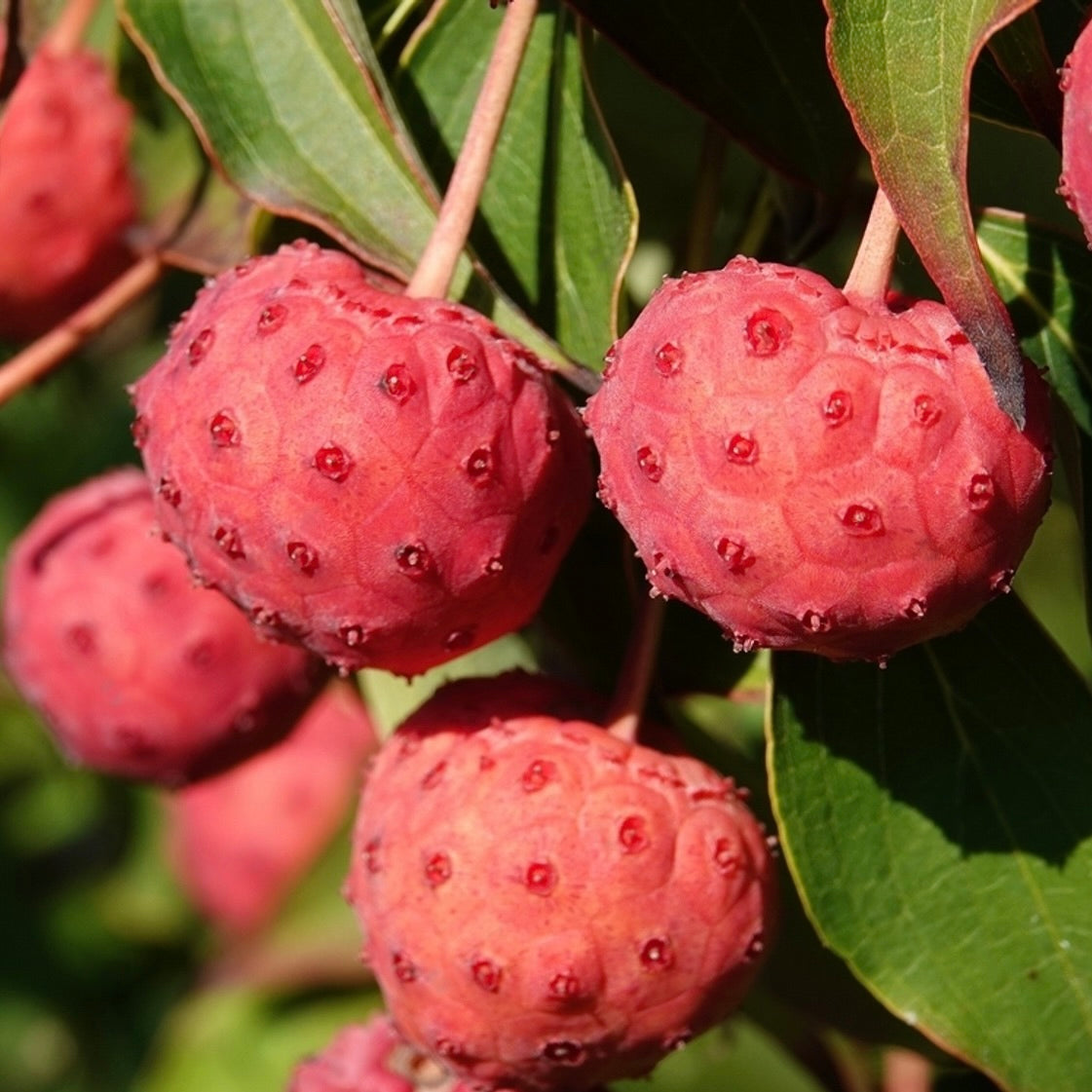 Blomsterkornell (Cornus kousa var. chinensis)