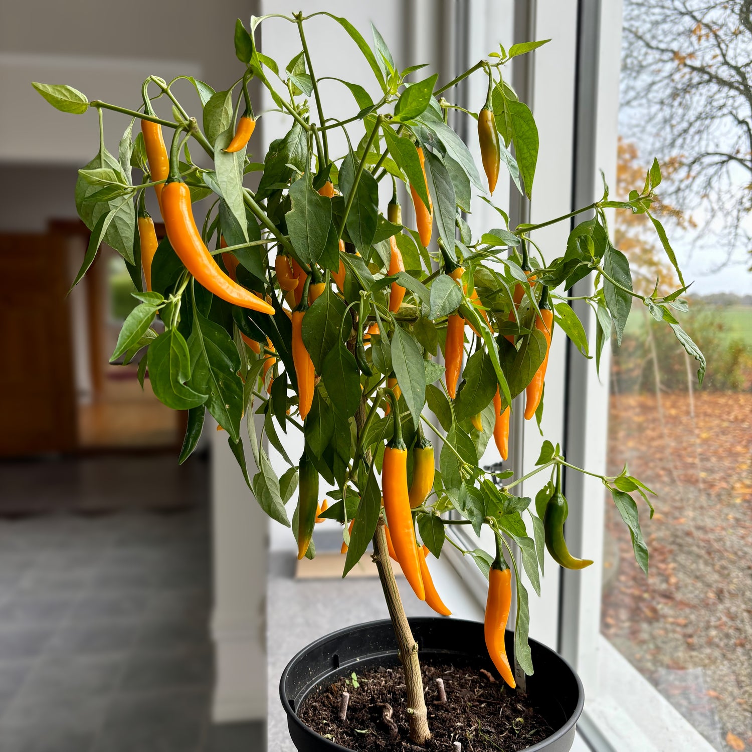 Chilipeppar 'Salvo' (Capsicum annuum)