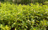 Stevia / Sötflockel Planta 30-40 cm (Stevia rebaudiana)