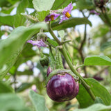 Lilla Thai aubergine (Solanum melongena) 