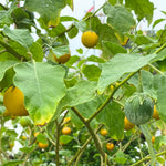 Thailändsk Aubergine 40-60 cm (Solanum melongena)