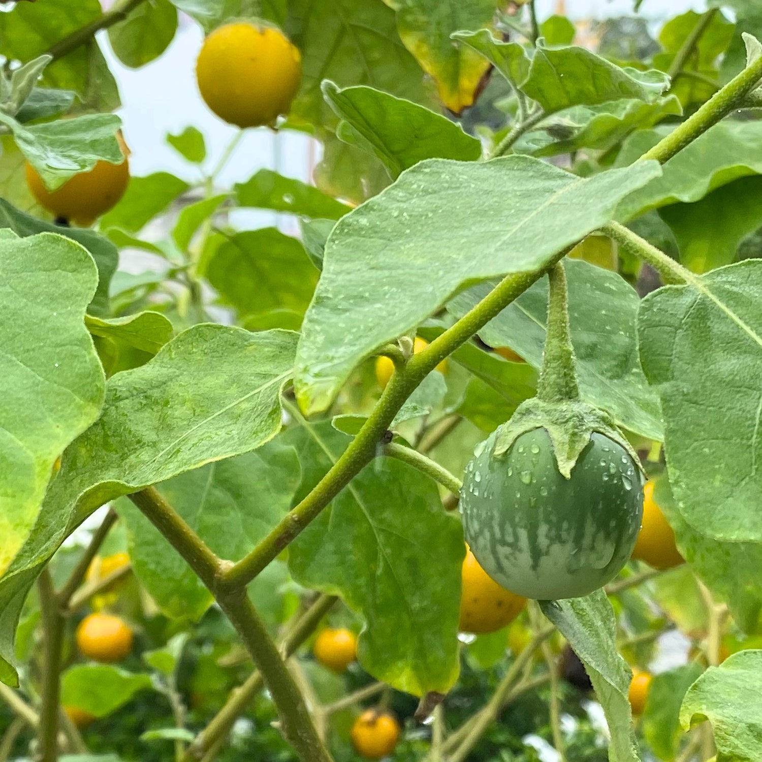 Thailändsk Aubergine 40-60 cm (Solanum melongena)