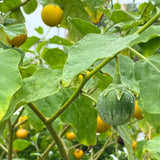 Thai Eggplant 30-40 cm (Solanum melongena)