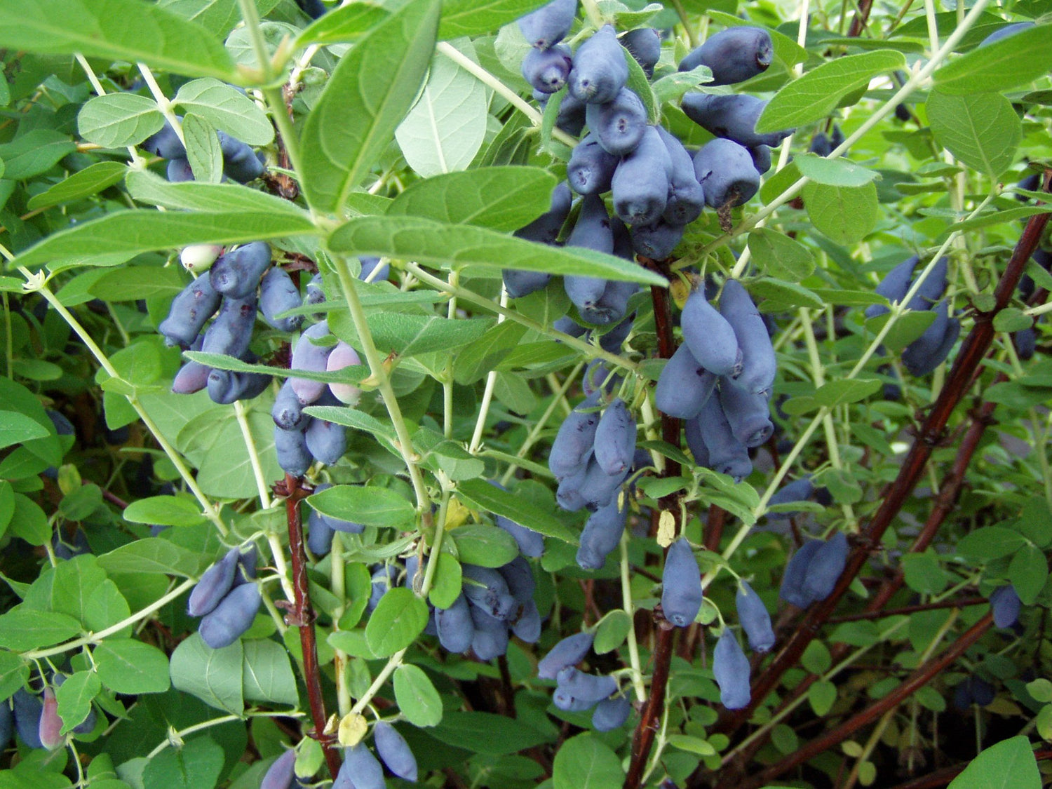 Blåbärstry / Honungsbär 'Wojtek' 60-70 cm (Lonicera caerulea var. kamtschatica)