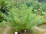 Roman Liquorice Root (Glycyrrhiza echinata)