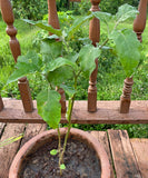 Thai Eggplant 30-40 cm (Solanum melongena)