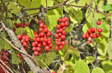 Fjärilsranka 'Sadova' Planta 40-60 cm (Schisandra chinensis)