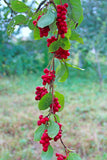 Kina-Schisandra 'Sadova nr. 1' Plante 40-80 cm (Schisandra chinensis)