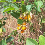 Golden Himalaya Hindbær (Rubus ellipticus)