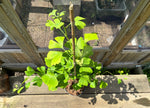 Ginkgo / Kinesiskt Tempelträd 80-100 cm (Ginkgo biloba)