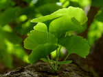 Ginkgo / Kinesiskt Tempelträd 80-100 cm (Ginkgo biloba)