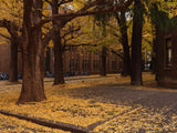 Ginkgo / Kinesiskt Tempelträd 80-100 cm (Ginkgo biloba)