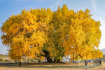 Ginkgo / Kinesiskt Tempelträd 80-100 cm (Ginkgo biloba)