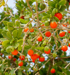 Orange Goji Bær / Almindelig Bukketorn 'Princess Tao' Plante 20-40cm (Lycium barbarum)