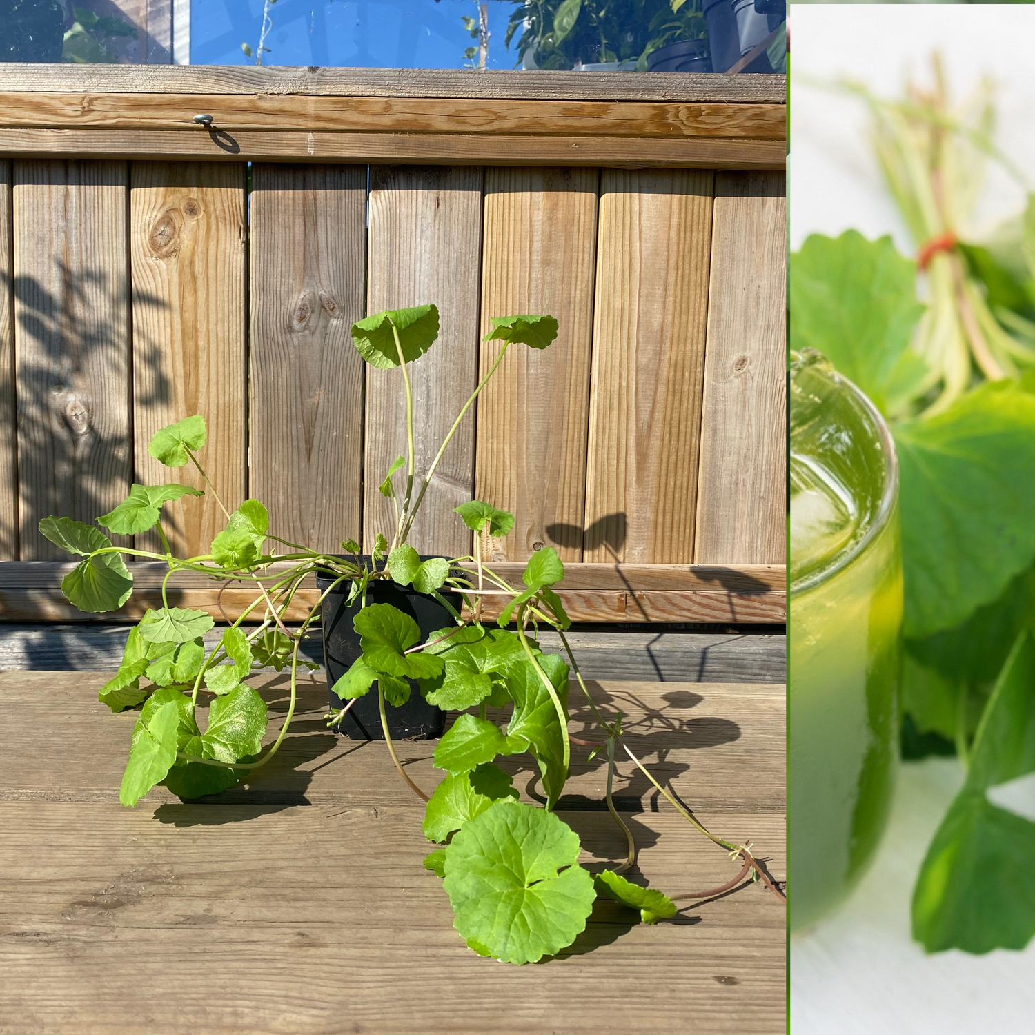 Gotu Kola Planta 20-40 cm (Centella asiatica)