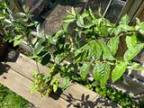 Gul Goumi / Japansk Sølvbusk Pointilla® 'Fortunella' 20-40 cm (Elaeagnus multiflora)