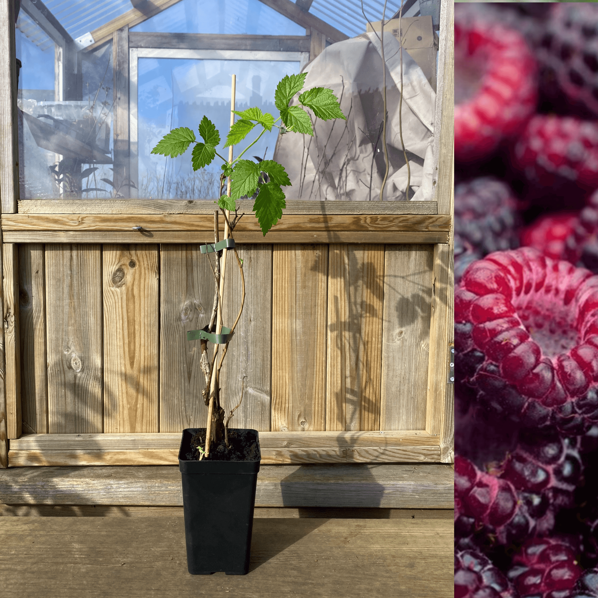 Brandywine Raspberry Color Purple Raspberry 'Brandywine' Plant 20-40 cm (Rubus occidentalis x ida ...