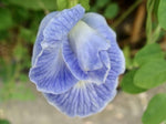 Sommerfuglært 'Blue Sky' fyldt blomst (Clitoria ternatea)