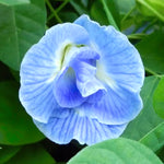 Himmelsært 'Blue Sky' Fyldt Blomst (Clitoria ternatea)
