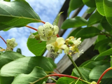Minikiwi 'Issai' Självfertil Planta 50-60 cm (Actinidia arguta x polygama)
