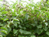 Minikiwi 'Issai' Planta 50-60 cm (Actinidia arguta x polygama)