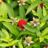 Jordbær hindbær Plante 20-40 cm (Rubus illecebrosus)