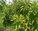 Karen Chili (Capsicum annuum)