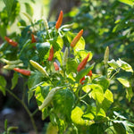 Karen Chili (Capsicum annuum)