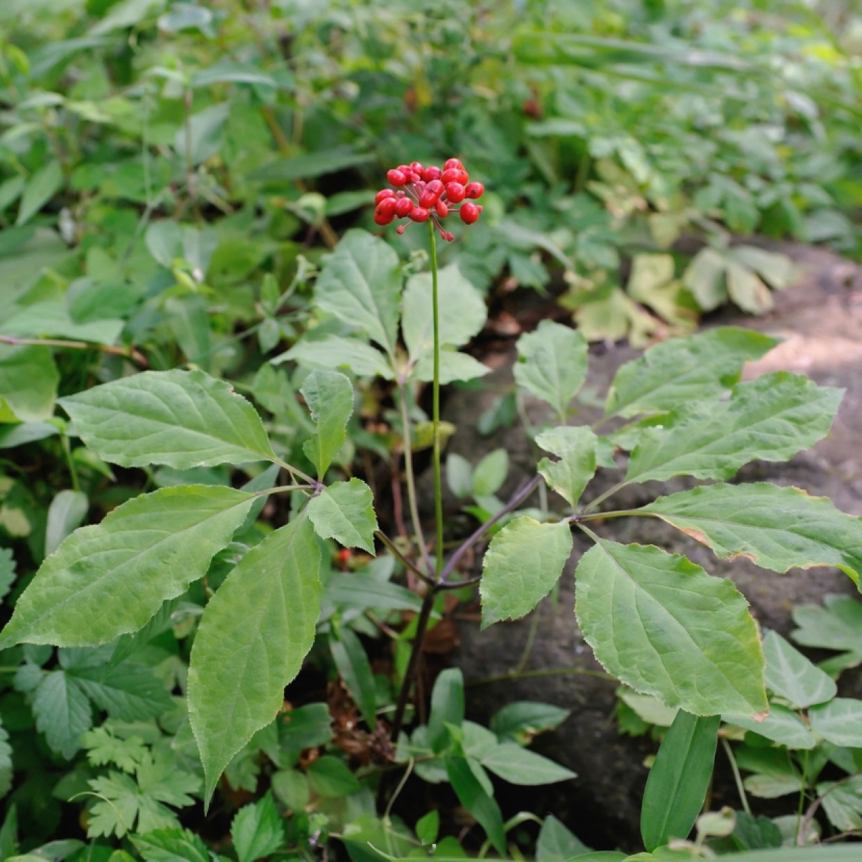 Koreansk Ginseng (Panax ginseng)