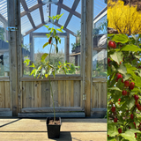 Cherry dogwood <br>50-70 cm (Cornus mas)