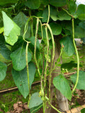 Långböna 'Bicolor' / Sparrisböna (Vigna sesquipedalis)