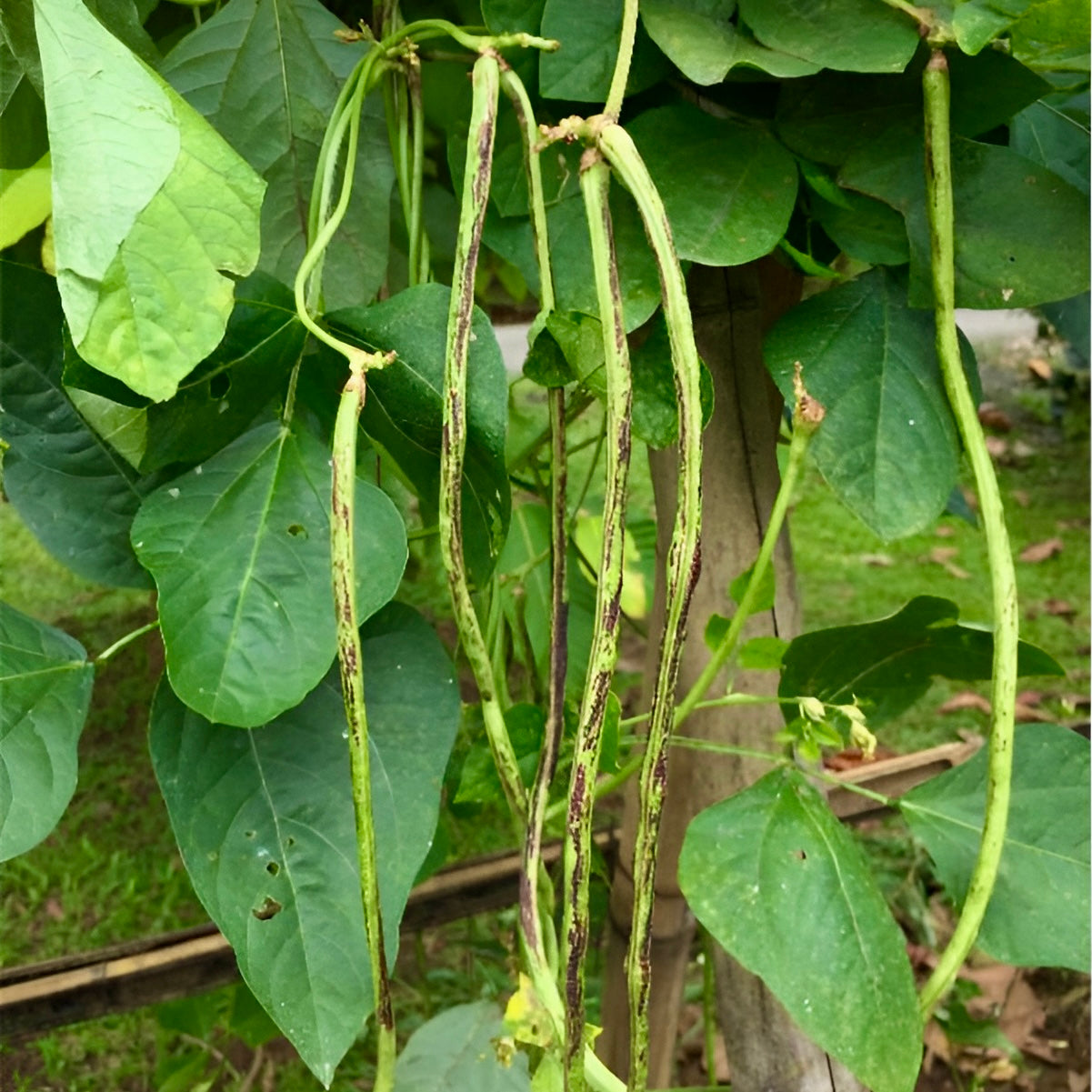 Aspargesbønne / Meterbønne 'Bicolor' (Vigna sesquipedalis) 