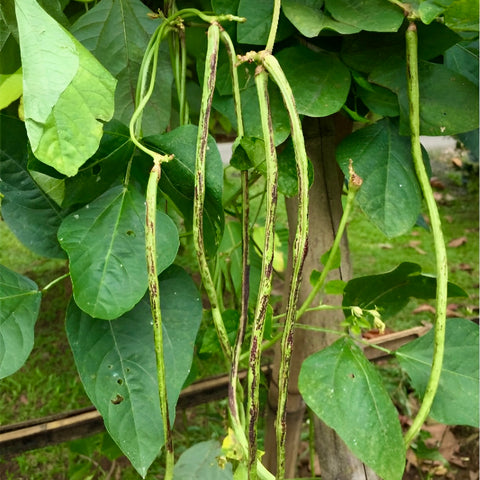 Yard Long Bean 'Bicolor' / Asparagus Bean (Vigna sesquipedalis)