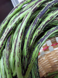 Långböna 'Bicolor' / Sparrisböna (Vigna sesquipedalis)