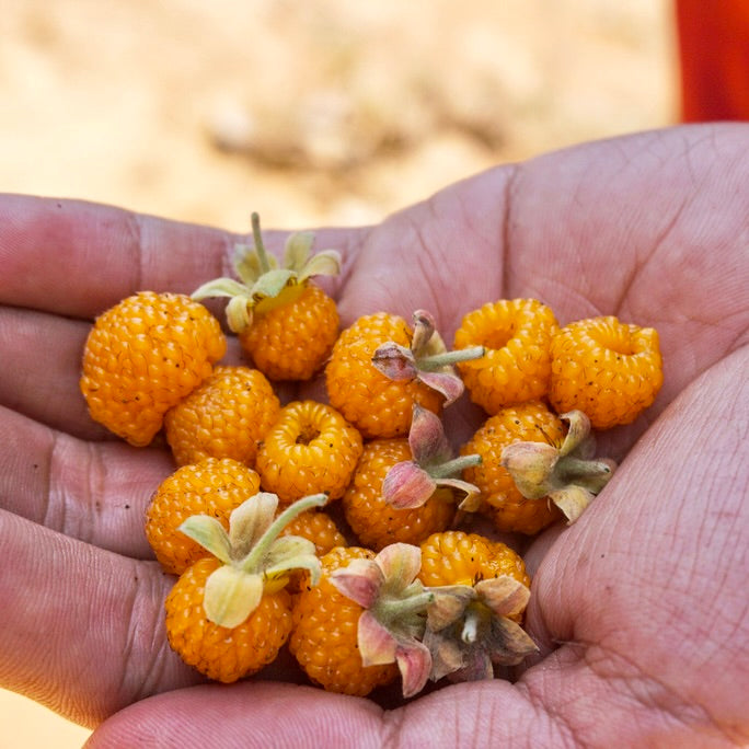 Gyllene Himalaya-Hallon (Rubus ellipticus)