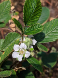 Gylden Himalaya Bringebær (Rubus ellipticus)