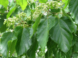 Japanskt Russinträd (Hovenia dulcis)