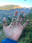 Himalayansk Körsbärsprinsepia (Prinsepia utilis)