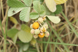Golden Himalaya Hindbær (Rubus ellipticus)
