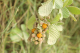 Gyllene Himalaya-Hallon (Rubus ellipticus)