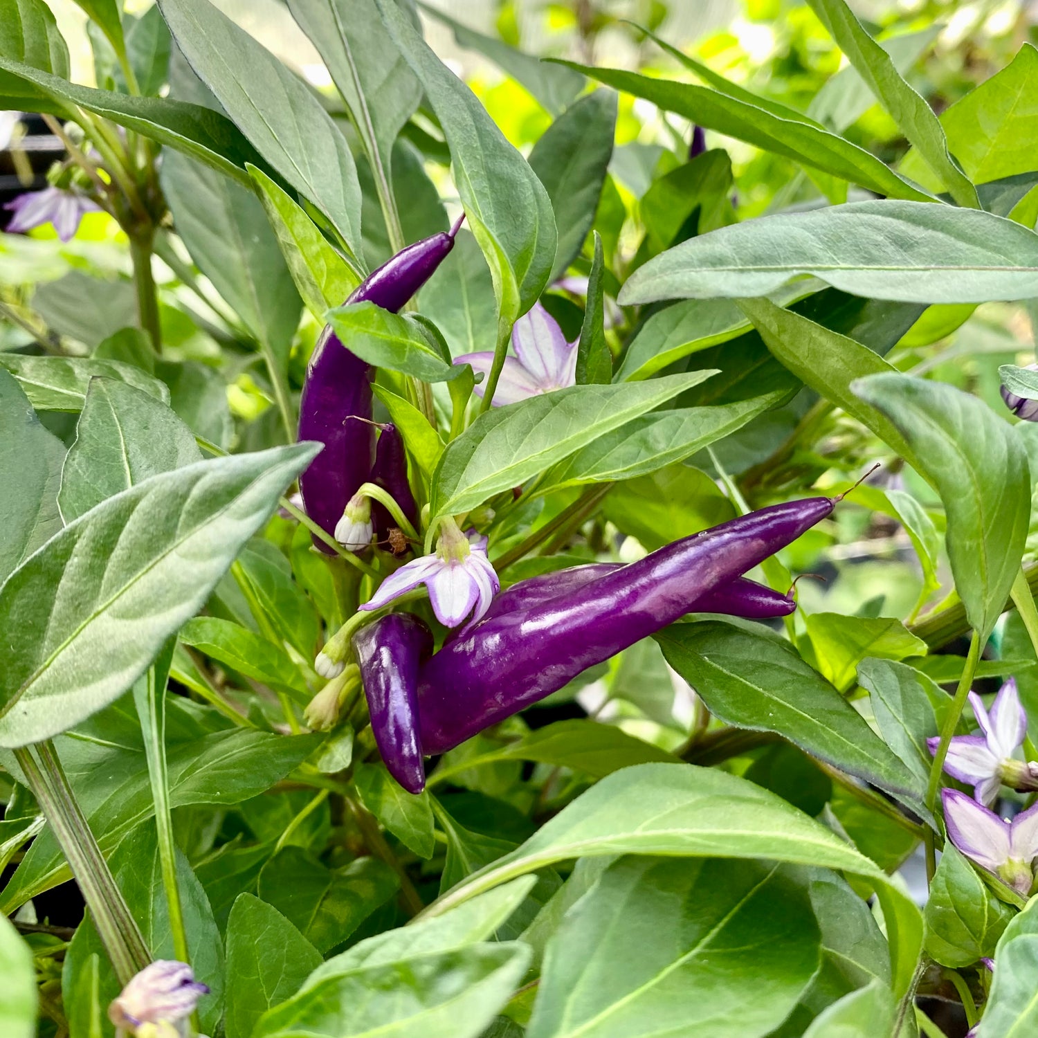 Lila Chilipeppar 'Purple Thai' (Capsicum annuum)