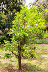 Yerba Mate Planta 30-50 cm (Ilex paraguariensis)