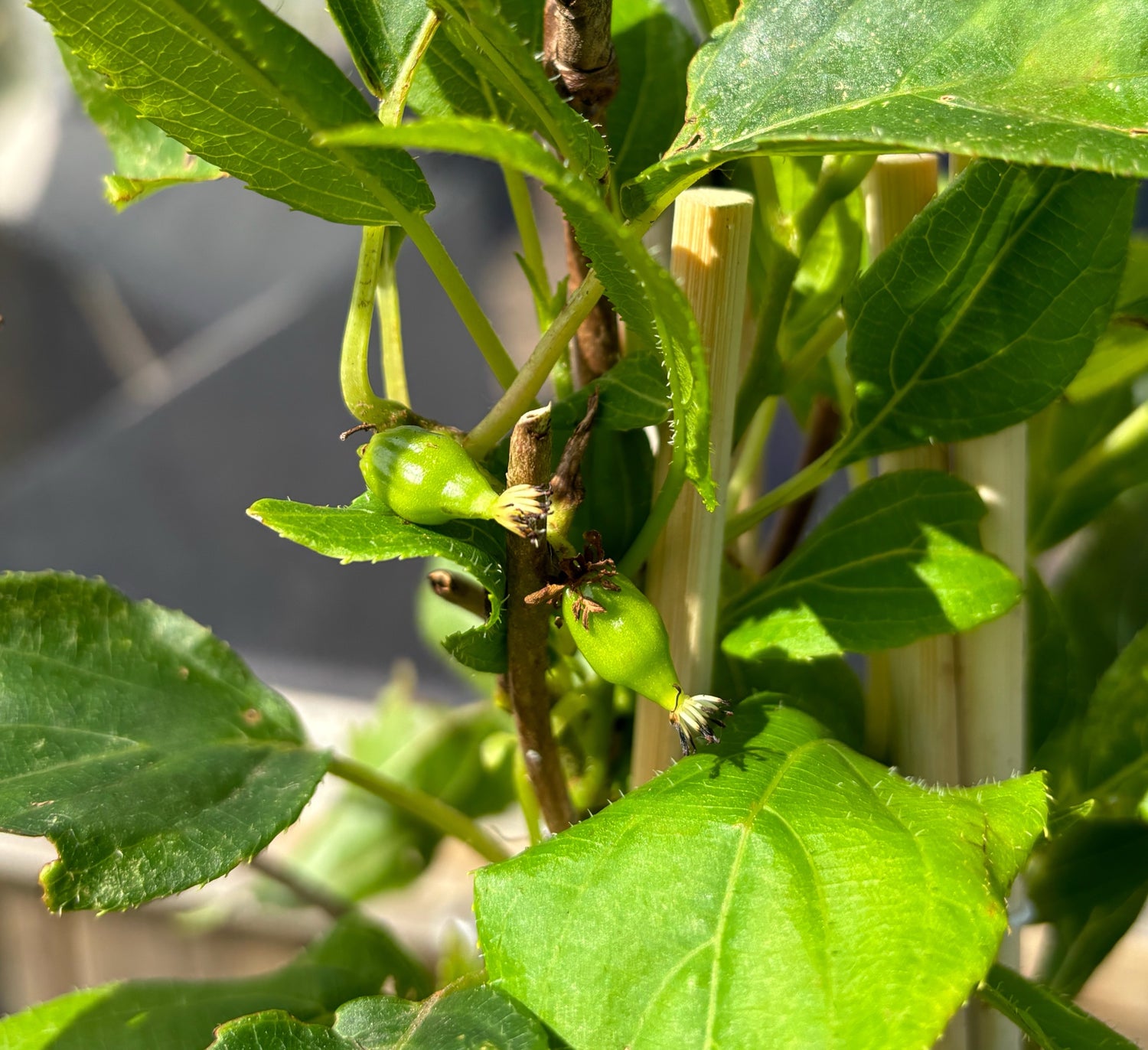 Minikiwi 'Issai' Självfertil Planta 50-60 cm (Actinidia arguta x polygama)