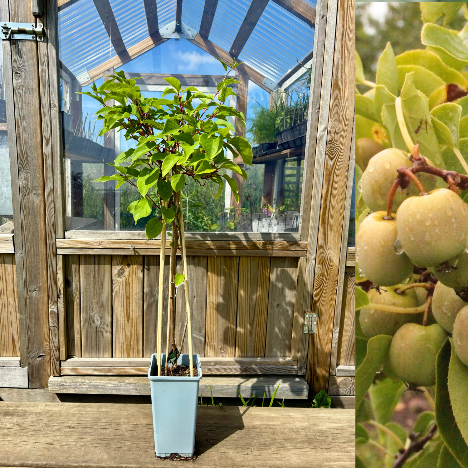 Minikiwi 'Jumbo' hunnplante 50-60 cm (Actinidia arguta)